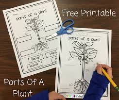 parts of a plant free printable simply kinder