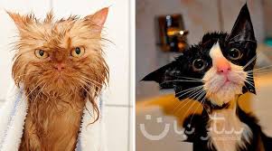 مجموعة مضحكة من 22 صوره لقطط مبللة Cats Animals
