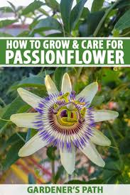 We are shipping in these unusual times! How To Grow And Care For Passionflower Gardener S Path Passion Flower Garden Vines Planting Flowers