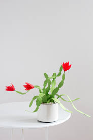 How to propagate christmas cactus. Diy Paper Christmas Cactus The House That Lars Built