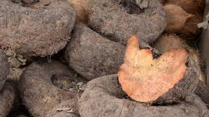 Porang merupakan famili araceae yang merupakan tumbuhan semak (herba) yang berumbi di dalam tanah, dan menghasilkan karbohidrat. Cara Menanam Porang Dan Jenis Yang Laku Di Pasaran