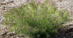 Image result for Vernonia ituriensis