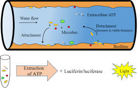 17:06 федерер о состоянии в галле. A Novel Method Using An Adenosine Triphosphate Atp Luminescence Based Assay To Rapidly Assess The Biological Stability Of Drinking Water Springerlink