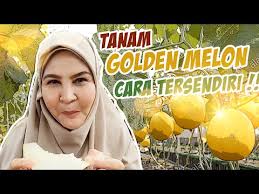 Maybe you would like to learn more about one of these? Video Padang Bola