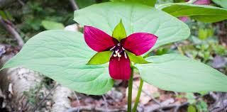 It is one of the largest farms on the north fork, approximately 300 acres, of which 200 acres are in fruit, all of which is retailed at the farm. Purple Trillium Red Trillium Trillium Erectum