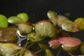 Image result for Lemna gibba