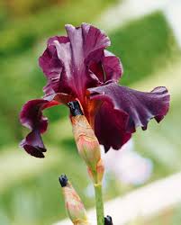Suchst du für deinen garten oder deinen balkon pflegeleichte blumen? Fur Balkon Und Garten Lila Blumen Und Pflanzen Brigitte De