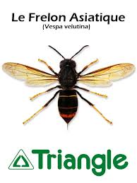 Personnellement, n'étant que peu confronté aux frelons asiatiques (après le 15 novembre uniquement), je n'en ai pas vraiment, c'était juste pour créer le post sur la vidéo ça a l'air et vu de plus près, en fait, en taille réelle de la photo. J Ai Teste Pour Vous Le Piege A Frelons Triangle Outillage