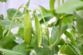 How to pick peas from the garden. Beginner S Tip Harvest Snow Peas Often Sara S Kitchen Garden