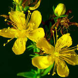 Image result for contraindications st john's wort