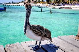 Outdoor options range from thrilling jungle and diving. 12 Tantalizing Reasons To Visit Puerto Morelos Mexico