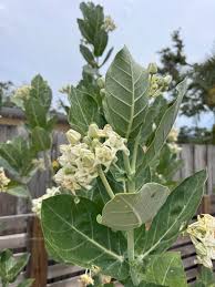 Image result for Geigeria filifolia