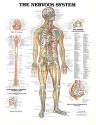The nervous system is made up on. 21 Nervous System Diagram For Kids Ideas Nervous System Diagram Nervous System Nervous