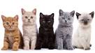 The 10 Best Types of Cat | Britannica