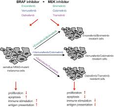 Image result for MEK Inhibitor