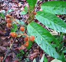 Image result for Gleichenia elongata