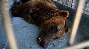 Although only eight species of bears are extant, they are widespread, appearing in a wide variety of habitats throughout the northern hemisphere and partially in the southern hemisphere. Two Rescued Bears Make Their Way From Lebanon To The Us World News Wionews Com