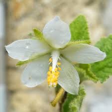 Image result for Hibiscus fuscus