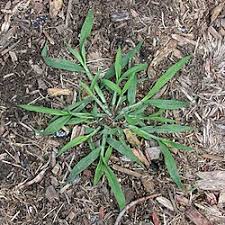 Image result for Digitaria remotigluma