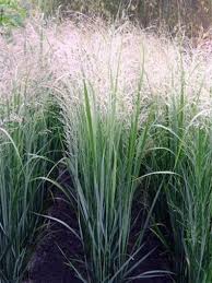 Native Northwind Swtichgrass Adds A Vertical Element And Movement To Summer Pool Plantings Garten Garten Pflanzen Ziergras