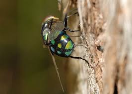 Image result for Rutidea orientalis