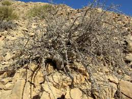 Image result for Commiphora kua
