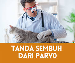 We did not find results for: 2 Tanda Kucing Sembuh Dari Parvo Semuanya Tentang Kucing