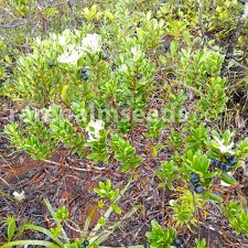 Image result for Alyxia