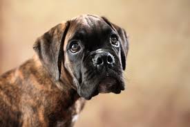 Fotopreis der royal society atemraubende. 25 Hundebilder Susse Lustige Und Schone Bilder Von Hunden