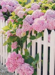 Epingle Par Jfetdom Sur Ad Other Idees De Jardin Fleur Jardin D Hortensia Deco Petit Jardin