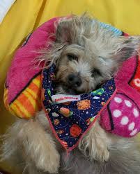 By aleks syntek, eugenio derbez, consuelo duval familia peluche somos toda la familia muy unida esta! Familia Peluche Colombia Home Facebook