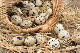 A Perfect Guide That Tells Everything About Hatching Quail Eggs Animal Sake
