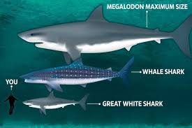 Livyatan melvillei and carcharodon megalodon were two of the most terrifying ocean because shark skeletons consist mostly of cartilage, the only evidence of megalodon we have the meg wins due to strength,bite force and all around the meg is the real king of the ocean. Megalodon Monster Shark Dan S Dog Walking And Pet Sitting