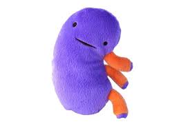 Kidney Plush Plush Funny Toys Cute Plush