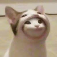 Welcome to h&m, your shopping destination for fashion online. Pop Cat Image Gallery List View Know Your Meme