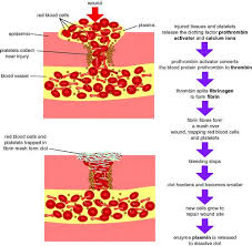 mozac biology department blood clotting mechanism flow chart