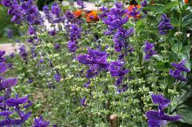 It is also common for people to perceive violet as purple. Different Types Of Purple Flowers With Pictures Trees Com