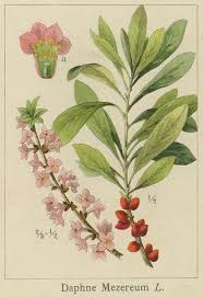 Image result for Daphne mezereum