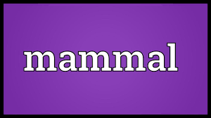 Accidentally synonyms, accidentally pronunciation, accidentally translation, english dictionary definition of accidentally. Mammal Meaning Youtube
