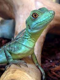 8 Ide Gambar Gambar Hewan Iguana