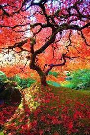 The Famous Maple Japanese Gardens Portland Oregon Portland Japanese Garden Beautiful Nature Japanese Garden