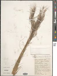 Image result for Styppeiochloa gynoglossa