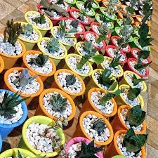 Maybe you would like to learn more about one of these? Jual Lagi Trend Tanaman Hias Sukulen Succulent Mini Plus Pot Imut Lucu Di Lapak Jtl Shop Bukalapak