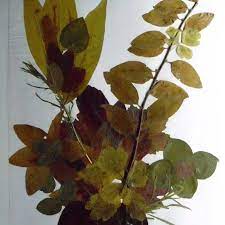 Maybe you would like to learn more about one of these? Slike Od Suvog Lisca Facebook