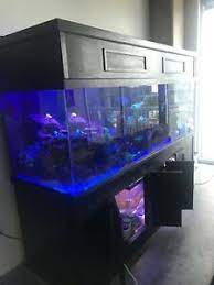 250 gallon saltwater fish tank aquarium, lion fish, tangs, clown fish. 300 Gallon Acrylic Aquarium Build After Order Placed Standard Or Custom Ebay