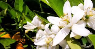 Ma perché proprio questi fiori sono associati alle nozze? Chiamateli Fiori D Arancio O Zagare Perche I Fiori Siciliani Sono Il Simbolo Delle Nozze