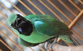 Ciri Ciri Burung Cucak Ijo Yang Bagus Dan Bermental Juara Burung