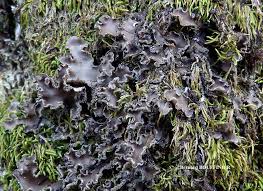 Image result for Hyparrhenia collina