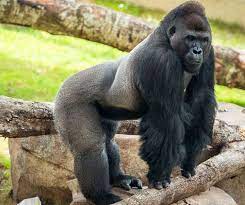 New The Zoo Houston Zoo Naturally Wild Houston Zoo Zoo Silverback Gorilla