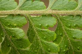 Image result for Microlepia speluncae